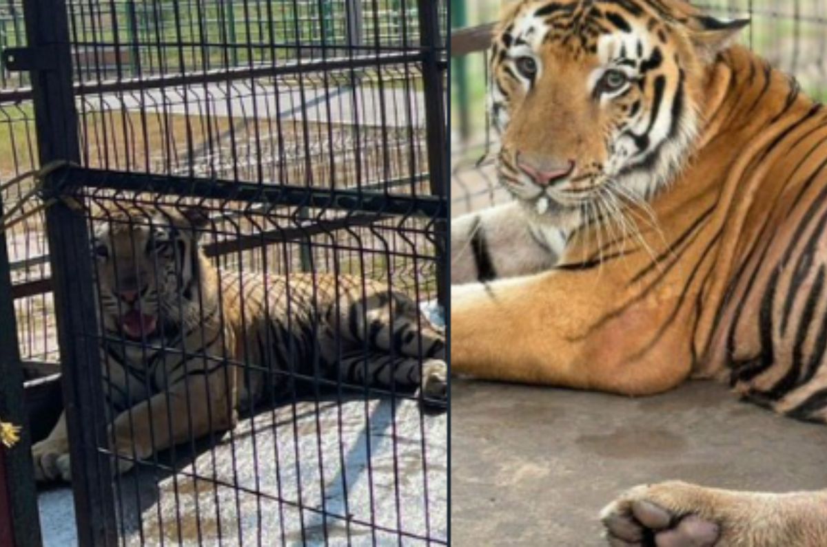 De terror: Tigre escapa de zoológico de Reynosa, autoridades intensifican búsqueda