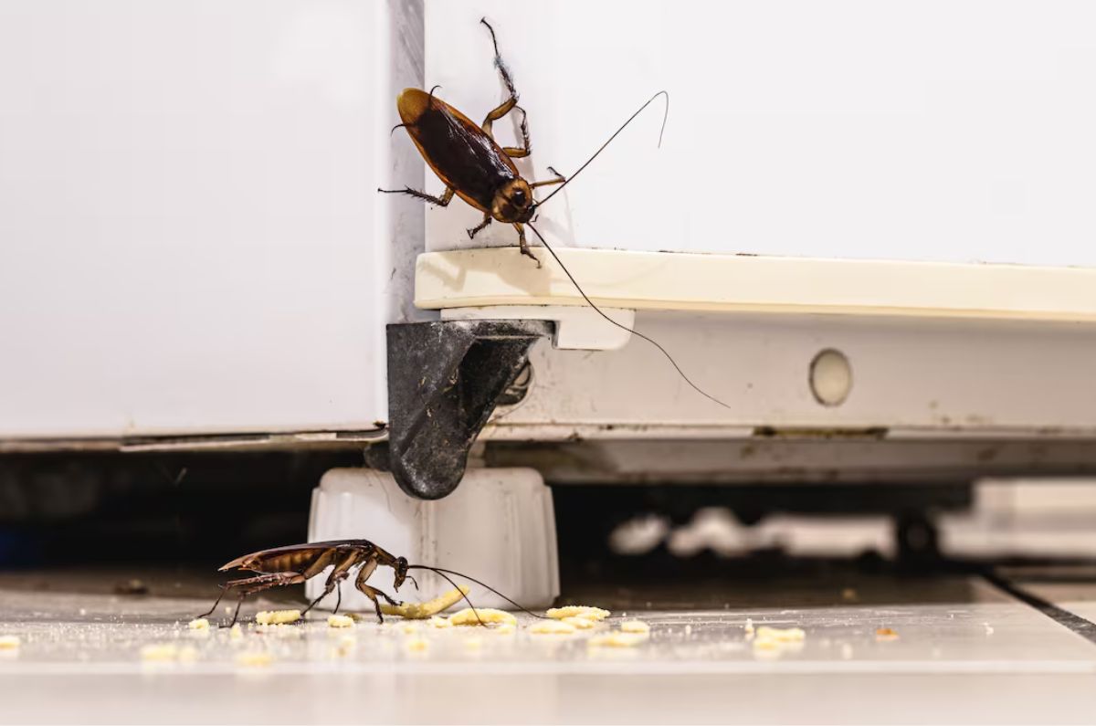 Este es el electrodoméstico que atrae más a las cucarachas para hacer nidos