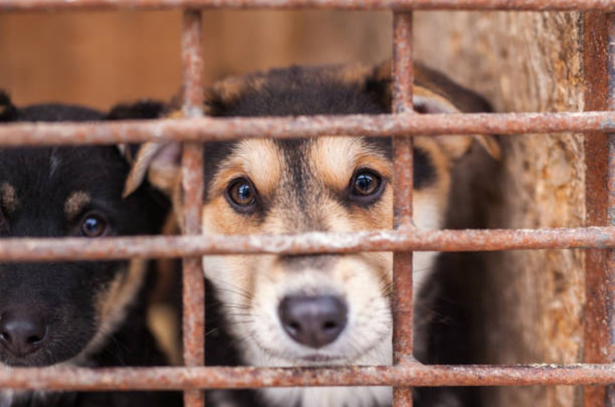 Es oficial: diputados PROHÍBEN el maltrato animal en la Constitución