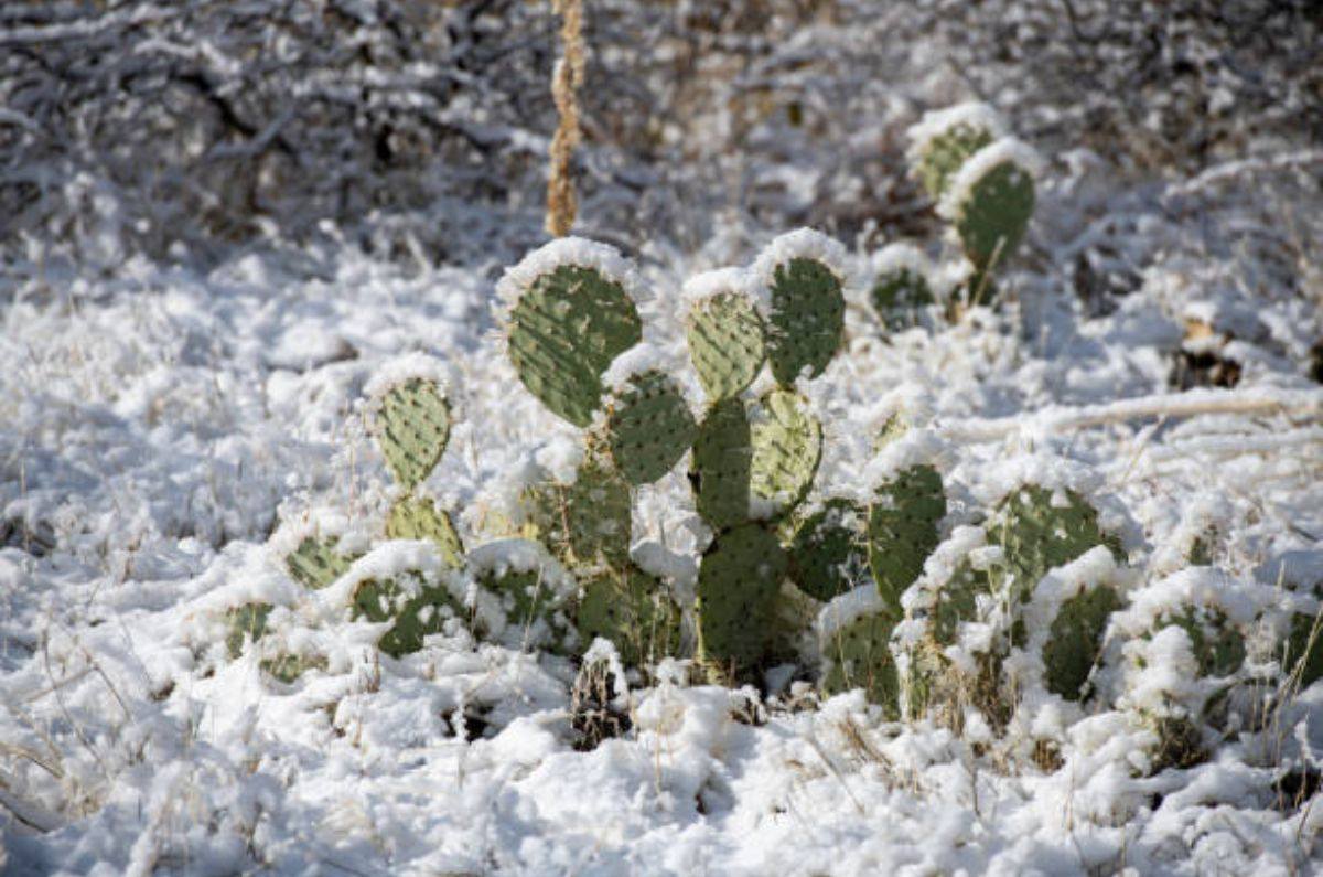 ¿Qué estados serán afectados por el Frente Frío 10? Nevadas y frío intenso en México