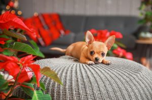 ¡Ojo con esto! La flor de Nochebuena puede ser tóxica para perros y gatos