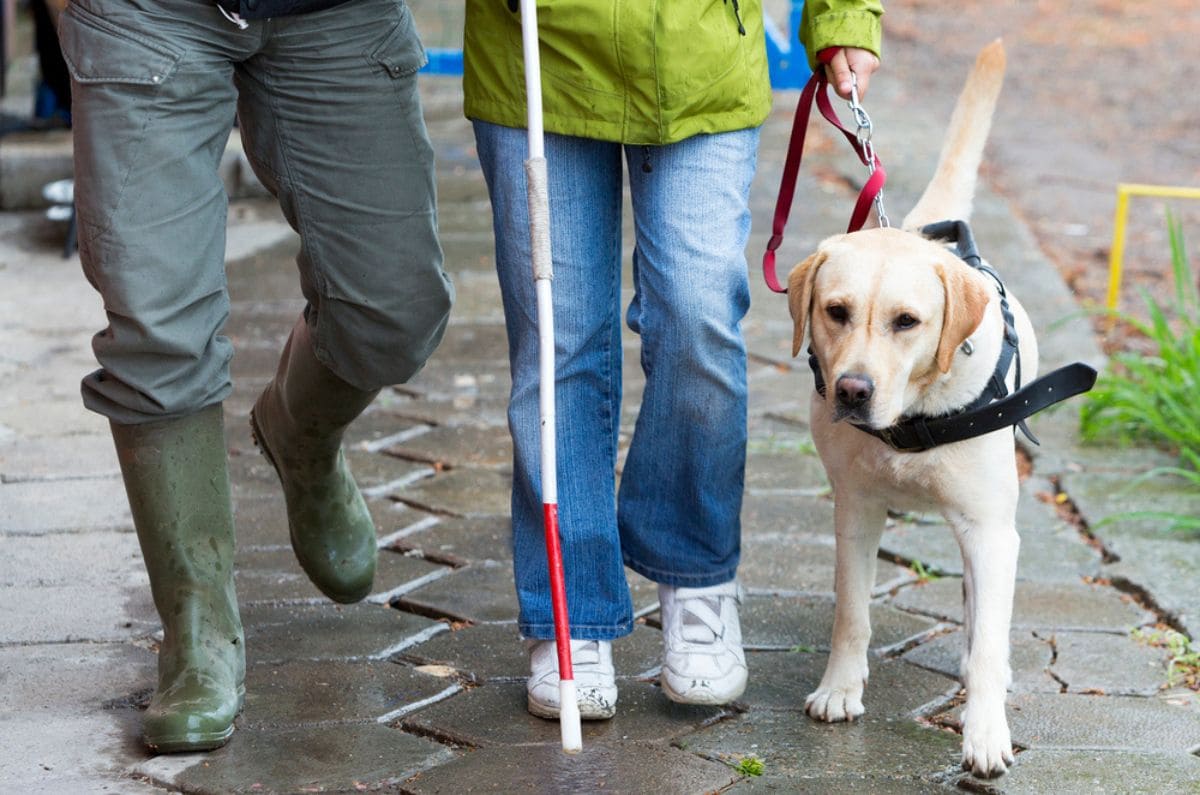 ¿Se puede prohibir la entrada en espacios públicos con Perros Guía?