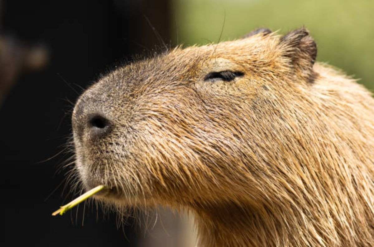 ¿Cuánto cuesta un capibara en México? Descubre si es legal tenerlo como mascota