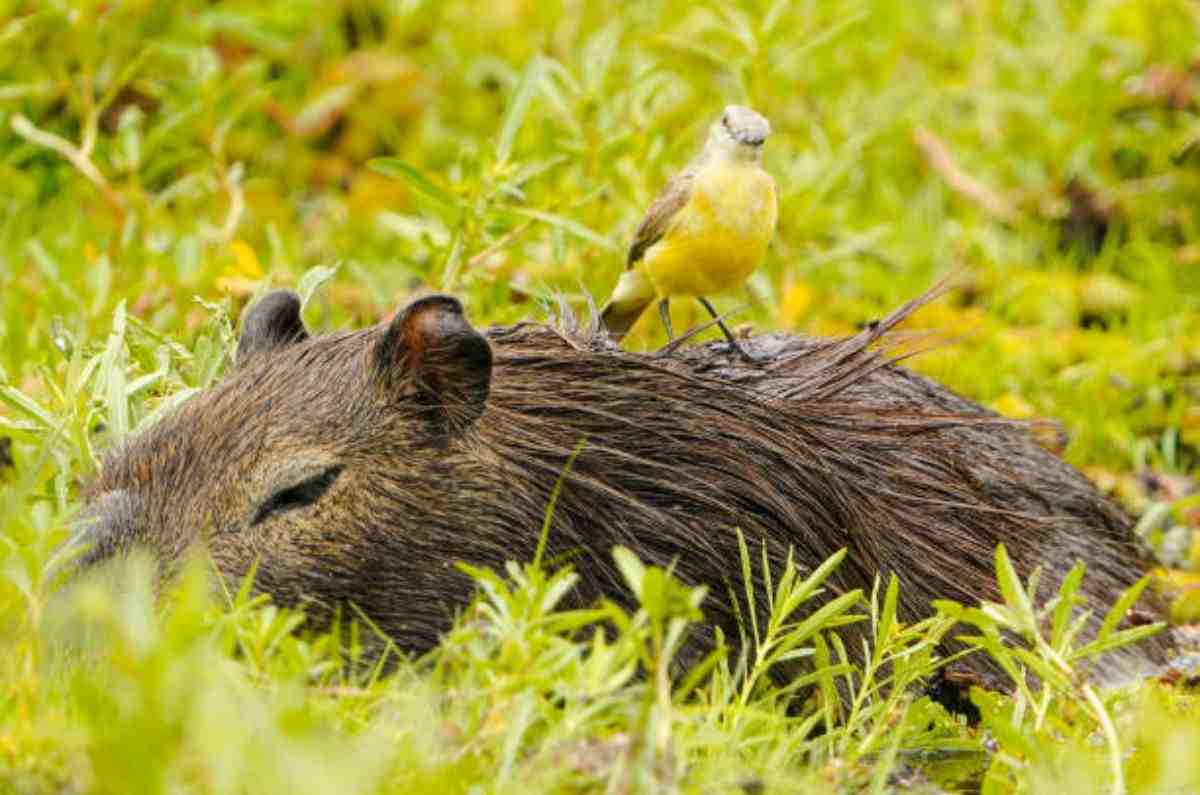 Peluches de capibaras: dónde comprarlos baratos y con buena calidad