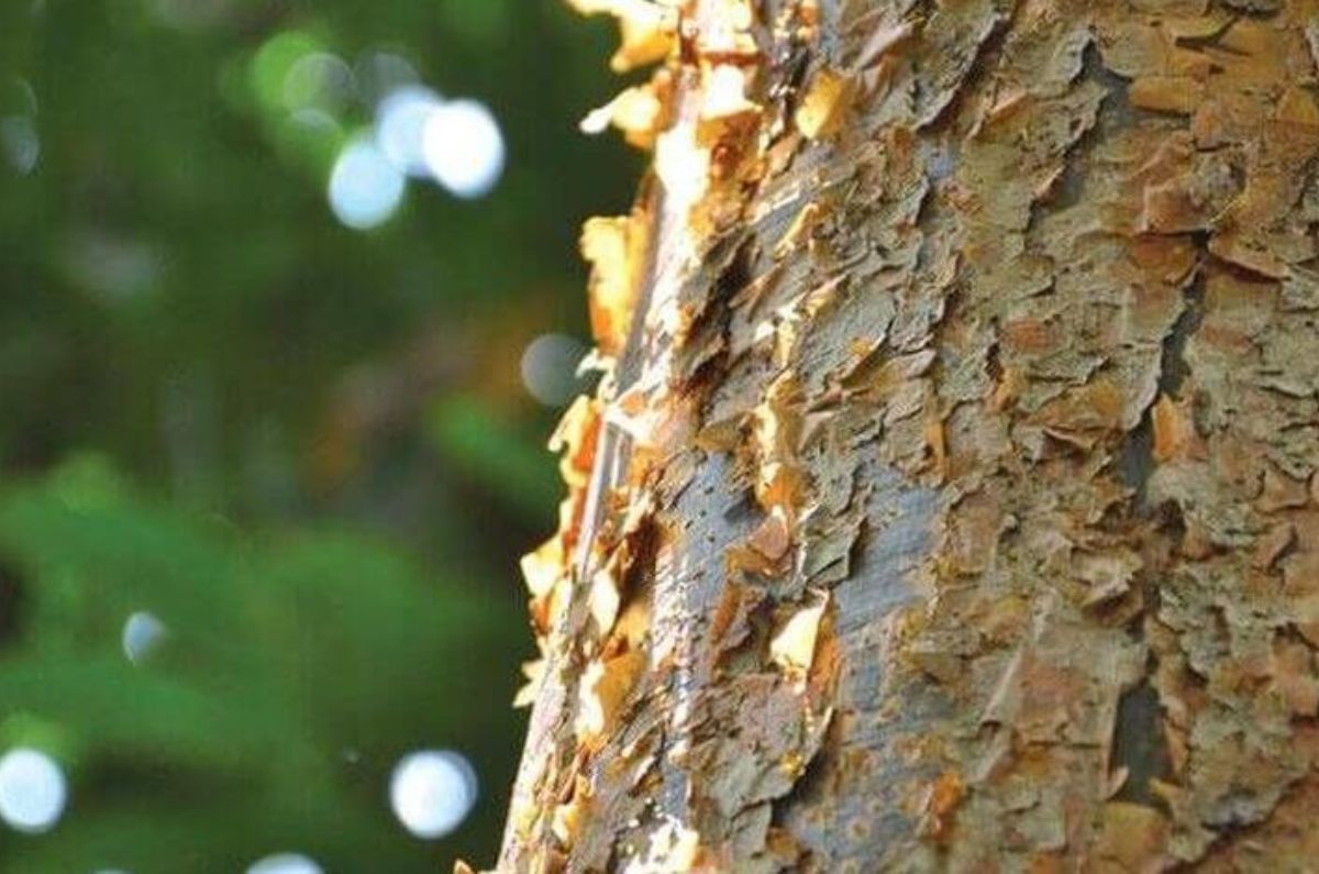 ¿Sabías que este árbol mexicano provoca quemaduras graves? Descubre cuál es