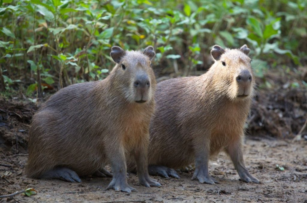 Capibaras