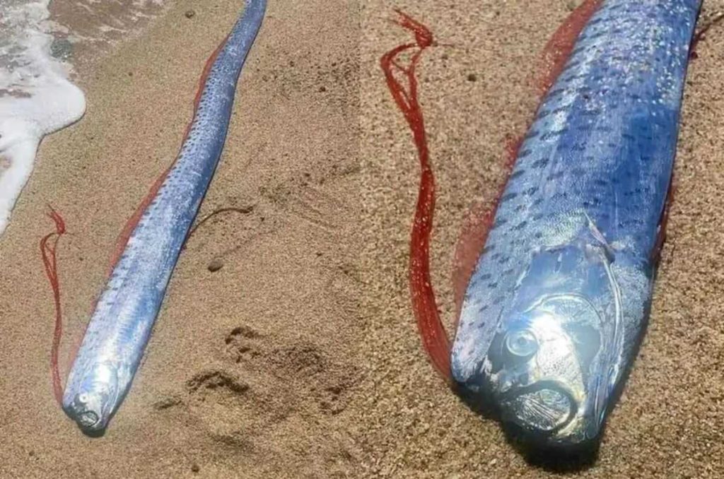 Pez Remo en México