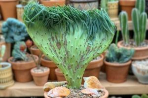 Vive el mar en casa con estos 5 estilos de suculentas cola de sirena ideales para decorar