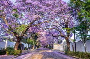 ¿Jacarandas en febrero? Por qué su floración temprana es una mala señal para el clima
