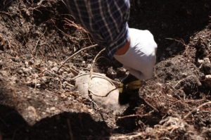 Caso Teuchitlán: ¿Buscas trabajo? Así puedes saber si una oferta es FALSA o se trata de reclutamiento