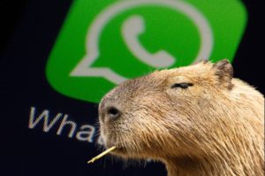 ¿Ya tienes el modo capibara en WhatsApp? Te decimos cómo activarlo