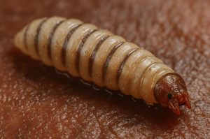 Se confirman 6 casos de miasis en humanos por gusano barrenador en México: Uno está hospitalizado