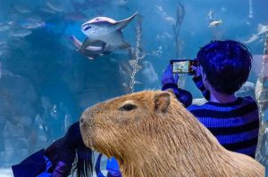 ¿Quieres ver capibaras por solo $99? Así es la promoción del Acuario Michin