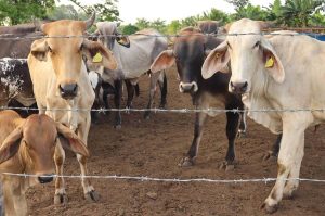 Gusano barrenador causa caos en la frontera sur: Ganaderos acusan falta de control