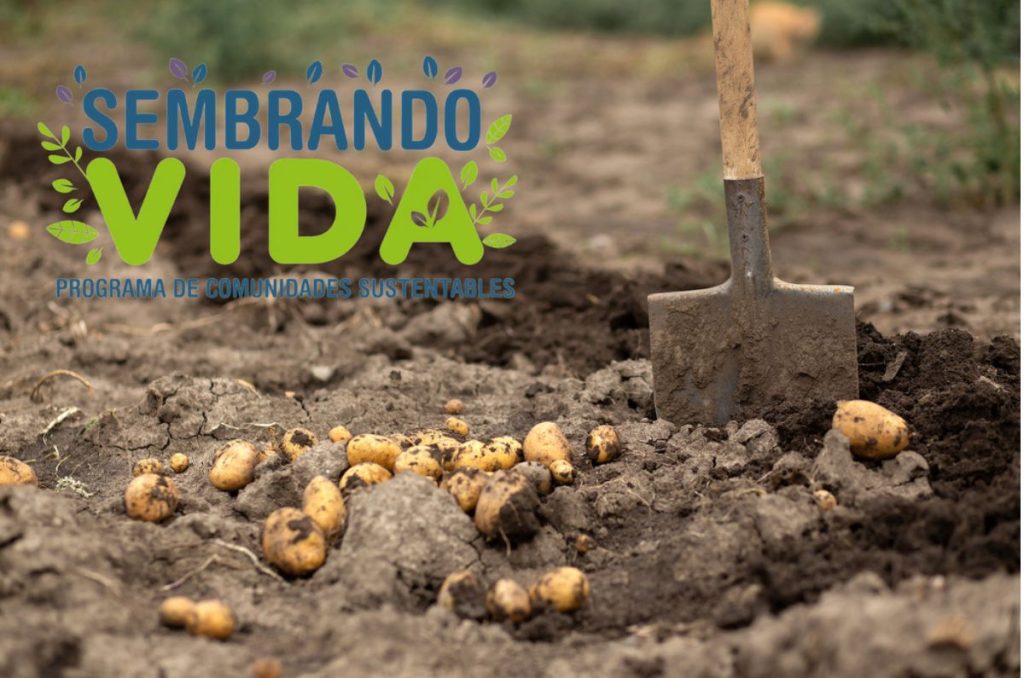 Sembrando Vida 2025 pago de mayo