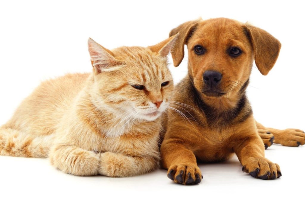 CURP para mascotas en CDMX