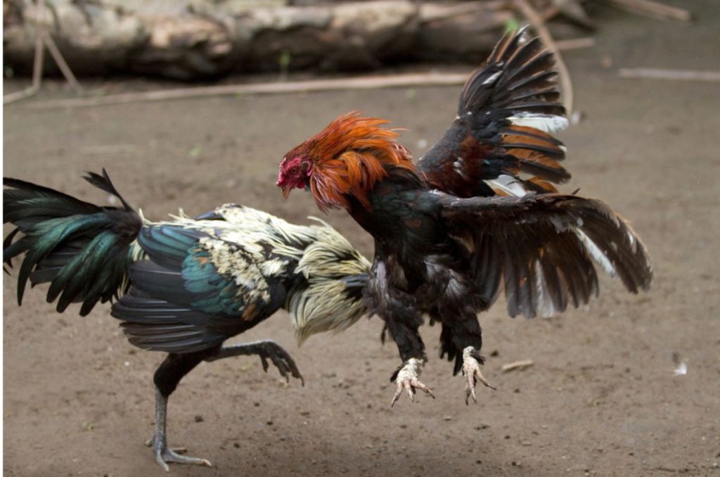 Mega marcha en CDMX a favor de las peleas de gallos