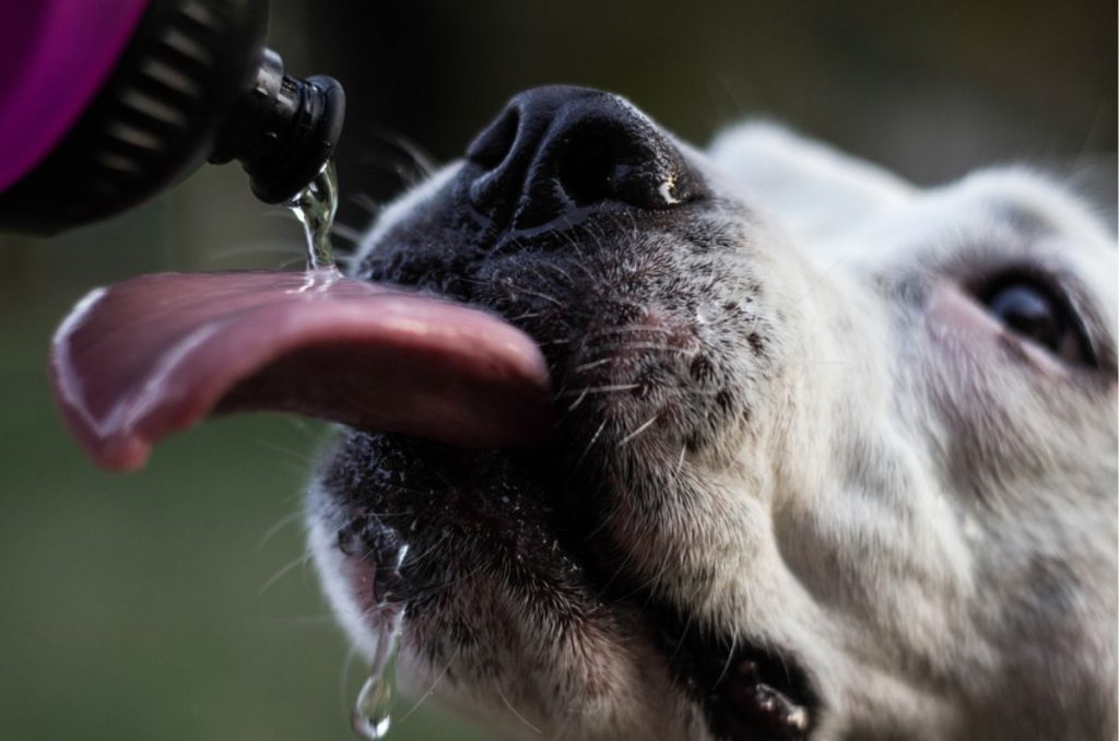 Canicula y como proteger a las mascotas