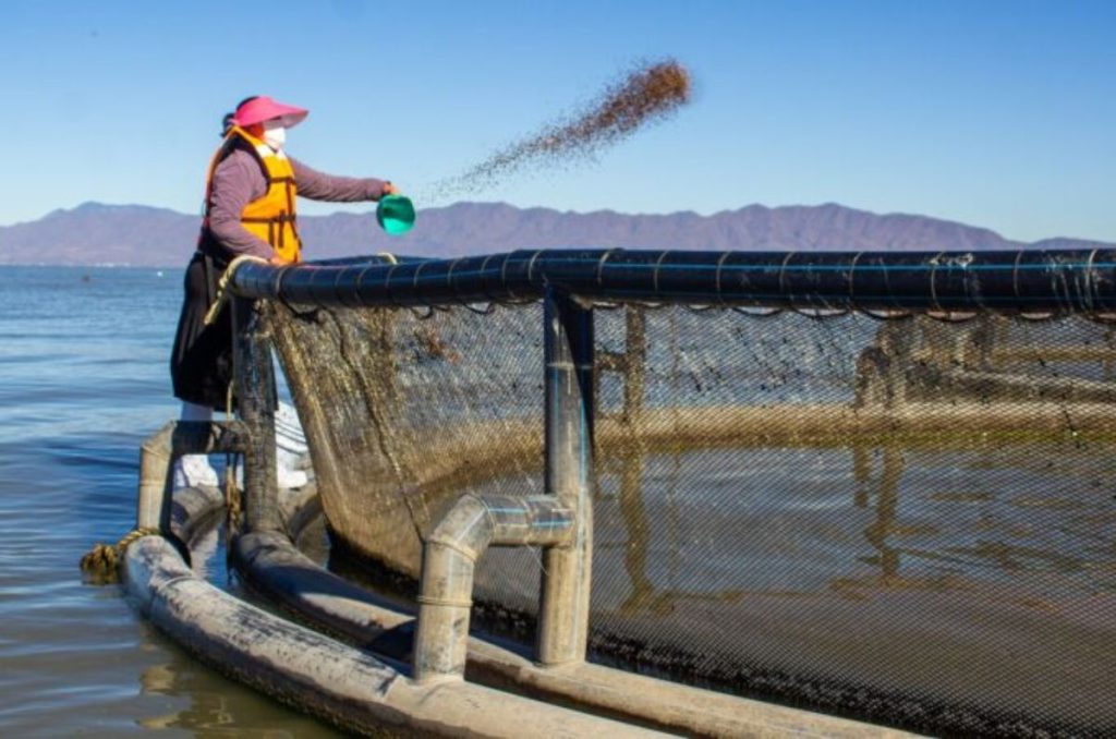 Programa del Bienestar para mujeres