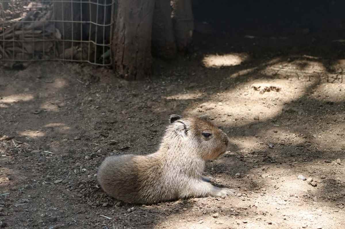 ¿Cuánto cuesta conocer al capibara bebé en Bioparque Estrella? Precios, horarios y ubicación