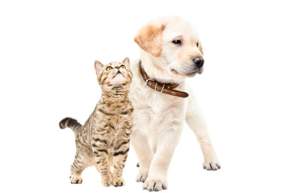 ¡AGUAS! Mascotas en divorcio: cómo funcionará la pensión alimenticia para tu “perrhijo”