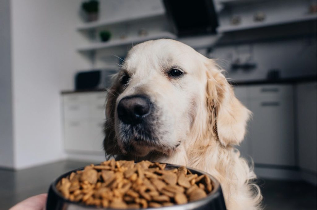 Alimento para mascotas