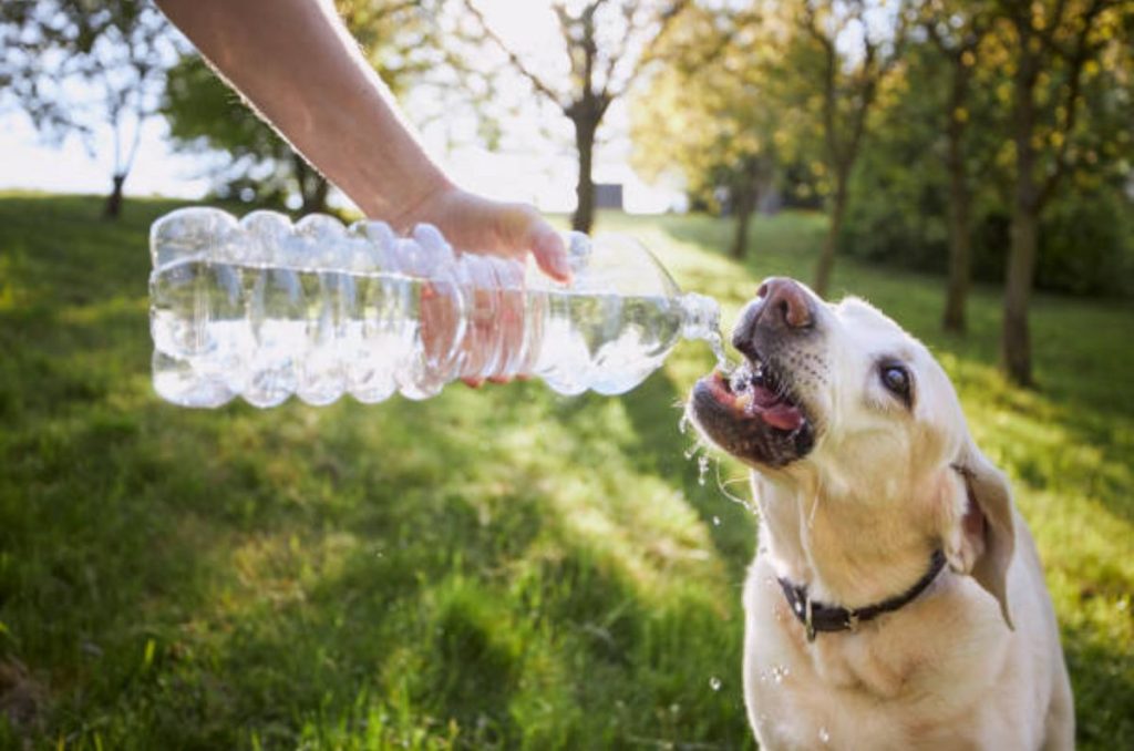 Electrodog es una bebida rehidratante para perros que ayuda a recuperar líquidos tras ejercicio, calor o actividad intensa. Aquí te decimos cómo usarla, sus sabores y precios.
