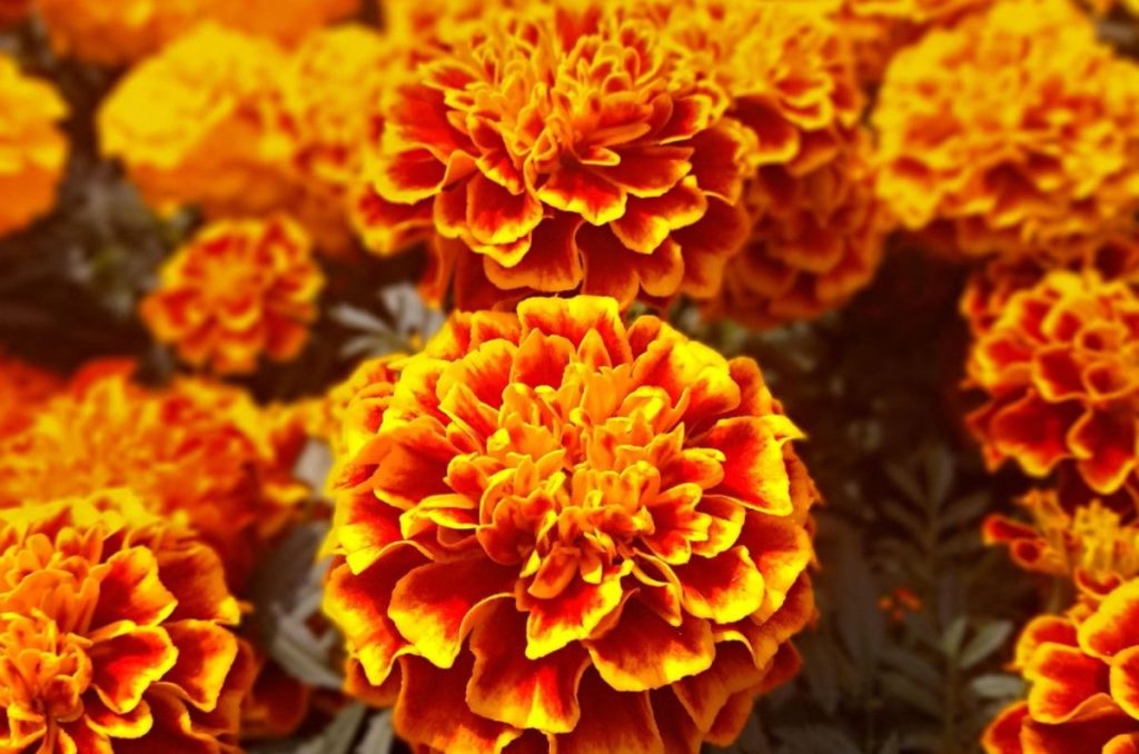 Flor de cempasuchil en ofrenda