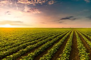 Agroindustriales alertan que 20% del campo dejó de sembrarse por inseguridad y migración