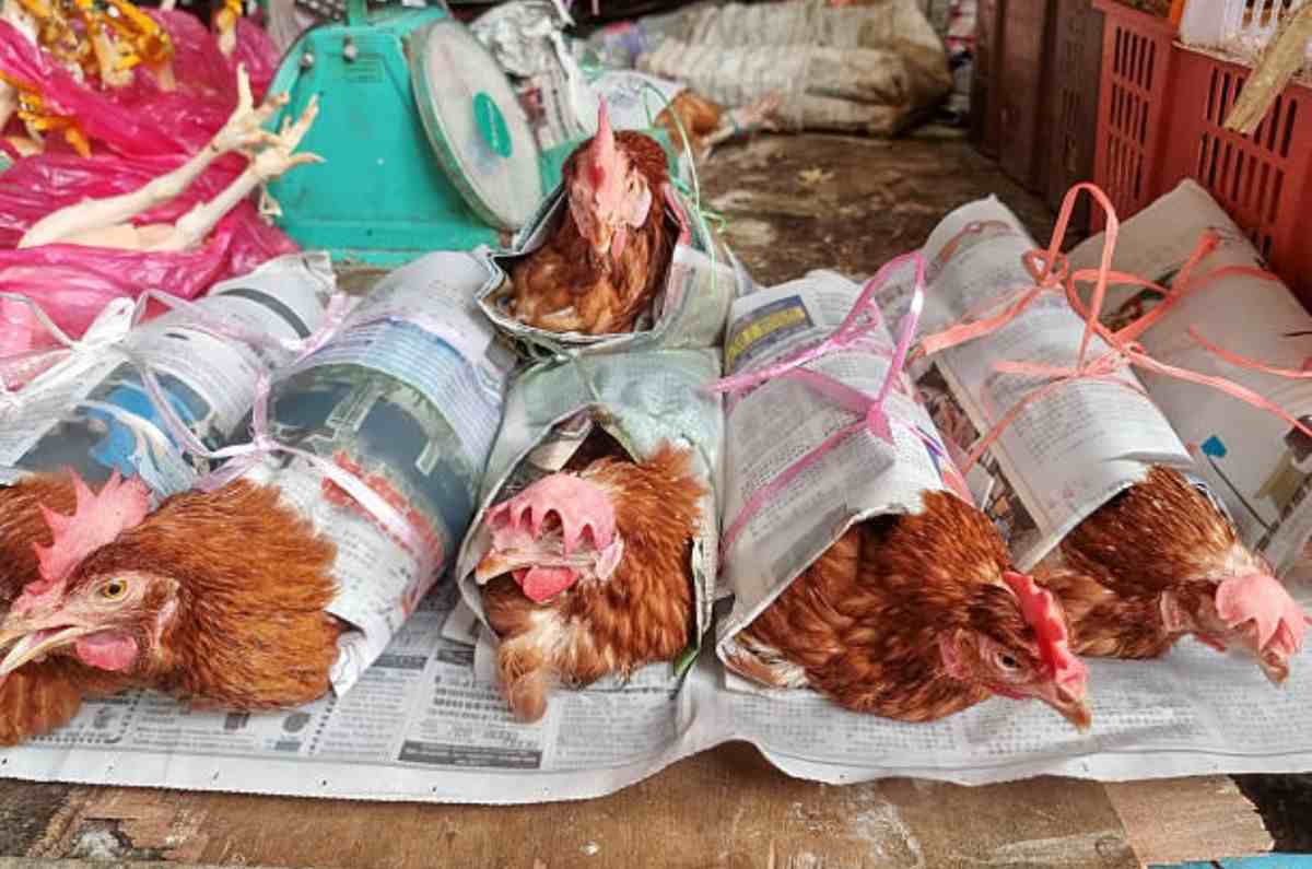 animales-mercados-sonora-multa-prohibicion