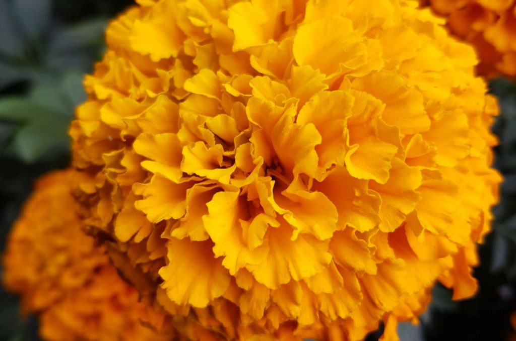 ¿Te toca montar la ofrenda este año? Si estás buscando flor de cempasúchil barata, aquí te contamos los mejores lugares para comprarla y los precios estimados.