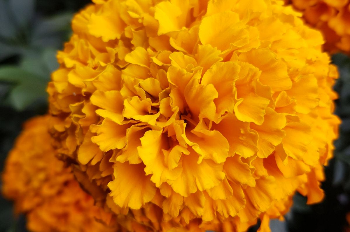 flor-cempasuchil-barata