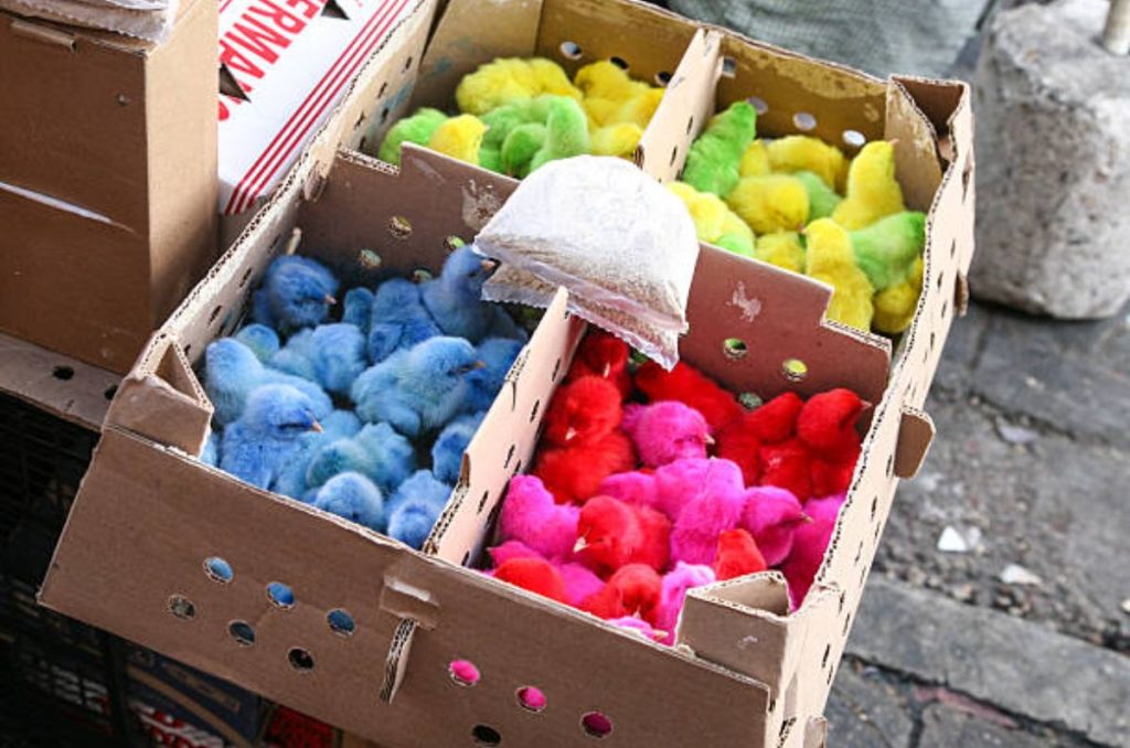 En 2026 se prohibirá por completo la venta de animales en el Mercado de Sonora. Aquí te contamos cuánto podrías pagar si no cumples, qué dice la ley y por qué se tomó esta decisión.