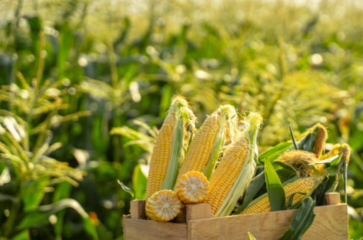 Tras días de bloqueos, México alcanza acuerdo con productores de maíz: esto costará ahora