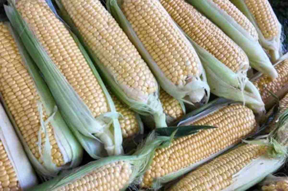 antojan-elotes-cuando-hace-frío