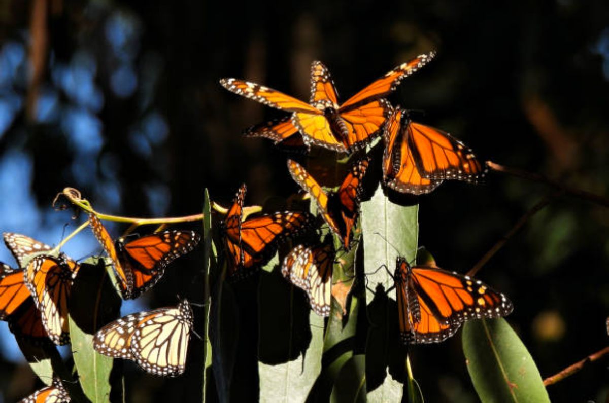 ¿Cuánto cuesta ir a ver la migración de las mariposas monarca en México este 2025?