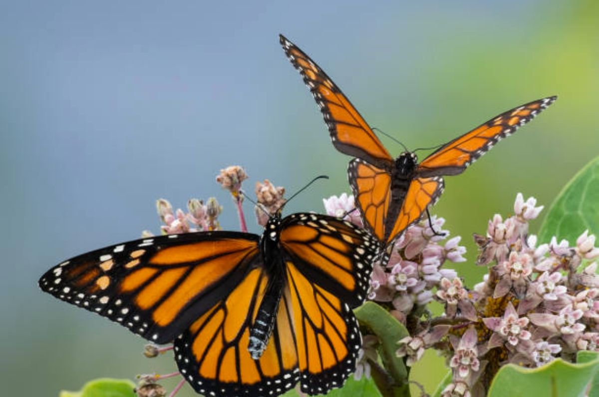 migración-de-las-mariposas-monarca
