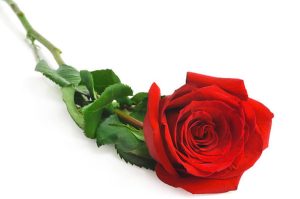¿Cuánto cuesta una docena de rosas este 14 de febrero? Precios en el Mercado de Jamaica 2026