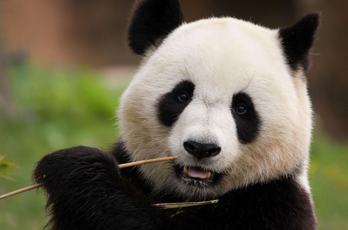 pandas-de-Japón