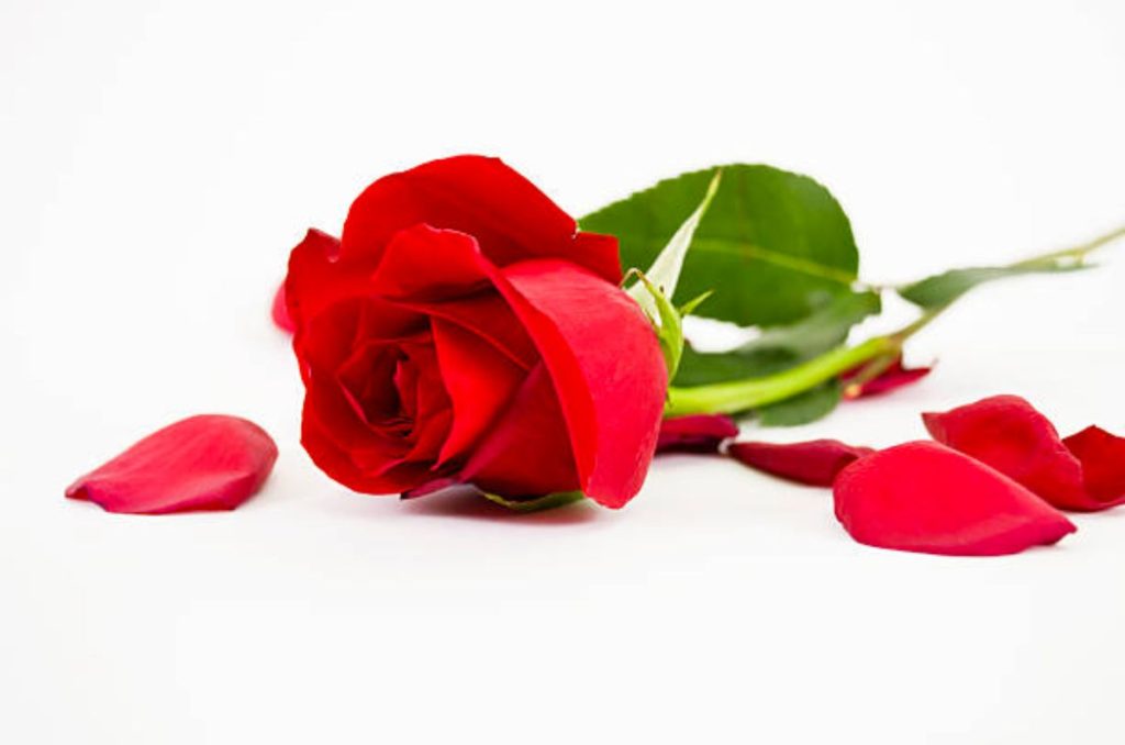 El Día del Amor y la Amistad ya está cerca y las rosas vuelven a ser protagonistas. Si vas al Mercado de Jamaica, estos son los precios que encontrarás este febrero 2026, desde opciones económicas hasta arreglos premium.